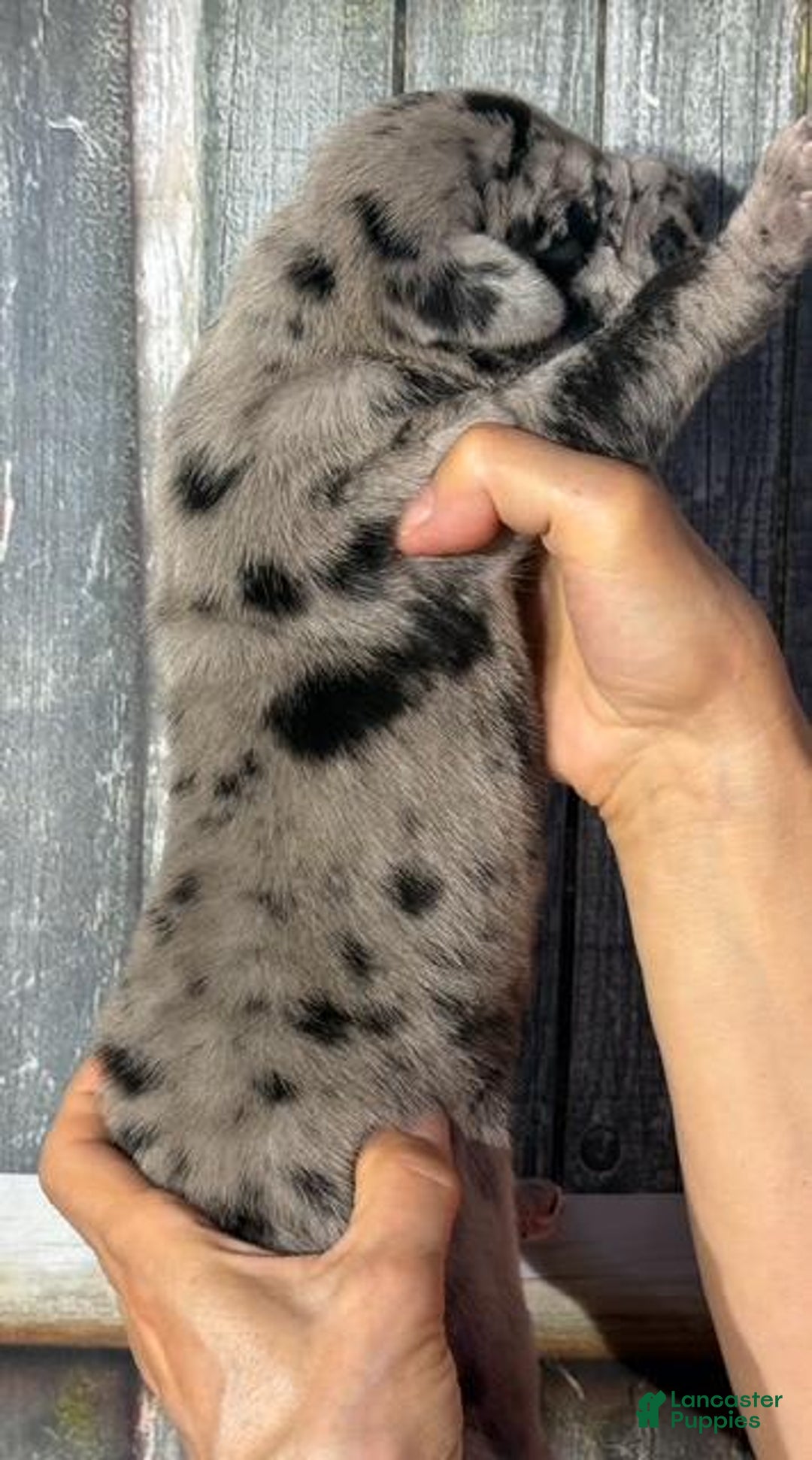 Great Dane dogs for sale: Kim - Black Merle - Image 5