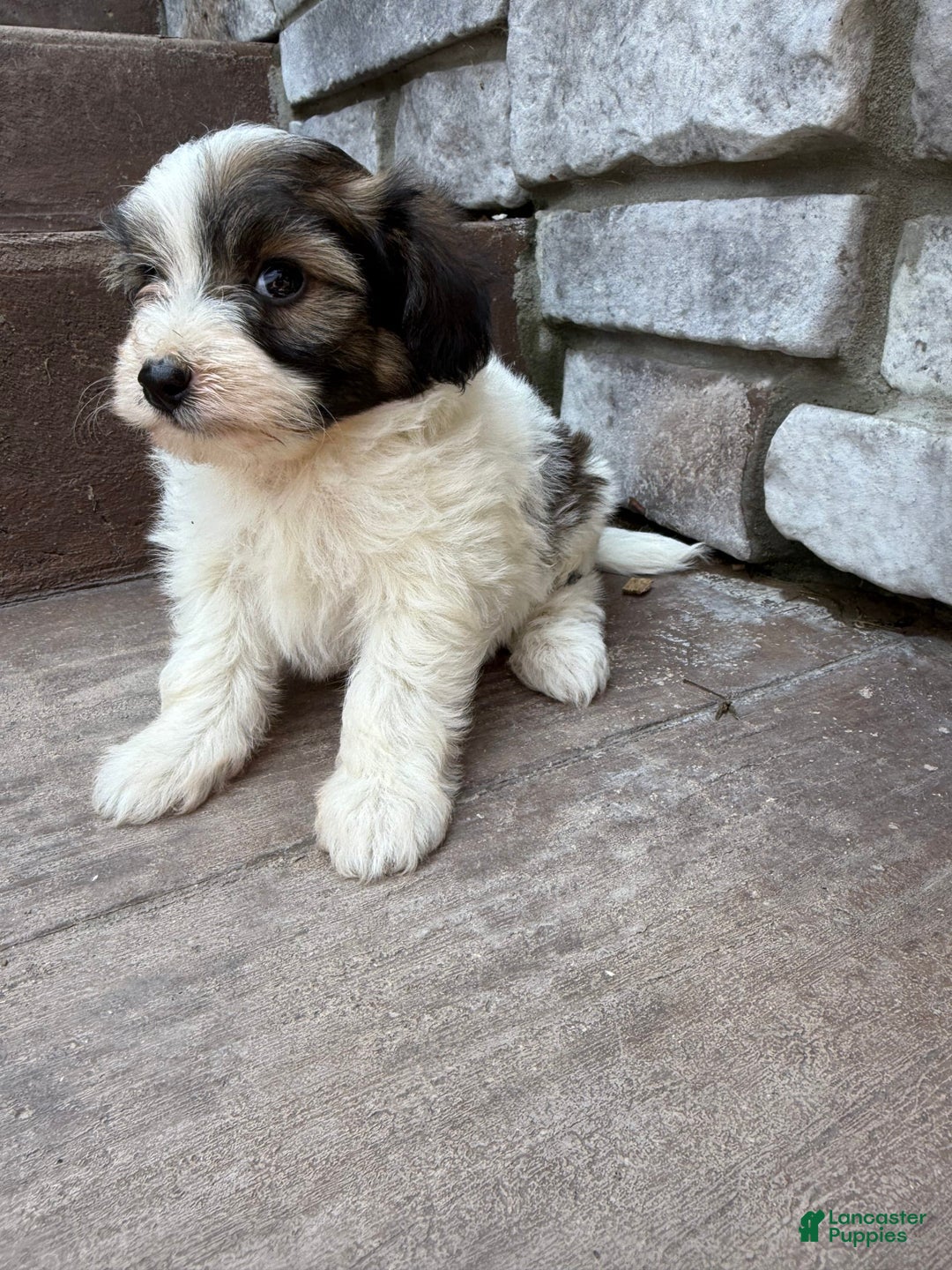 Teddy Bear dogs for sale: Elliott - Image 17