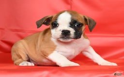 Beabull dogs for sale: Kit Kat - Image 8