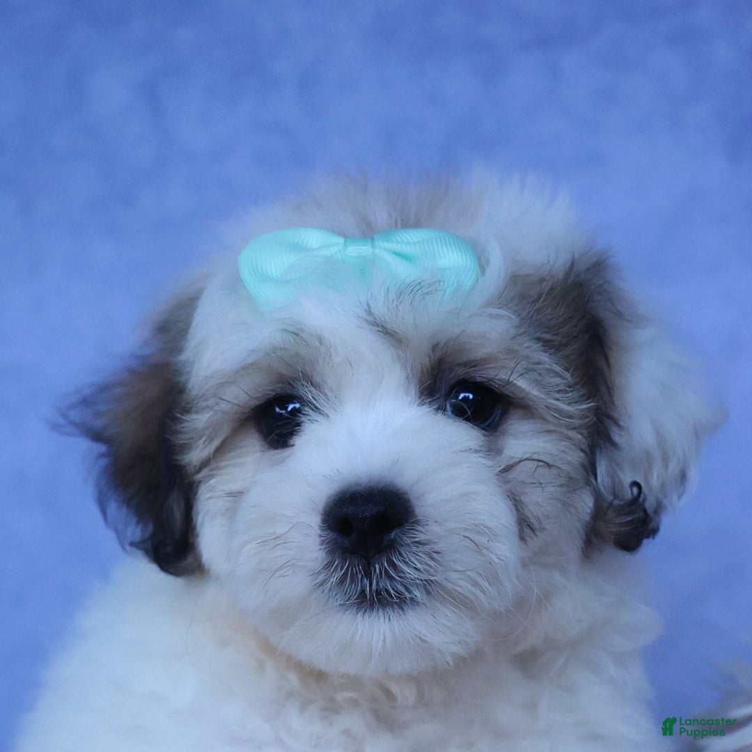 Shihpoo dogs for sale: Hank - Image 13