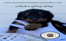 Mini Bernedoodle dogs for sale: Aelas Gray Boy - Image 17