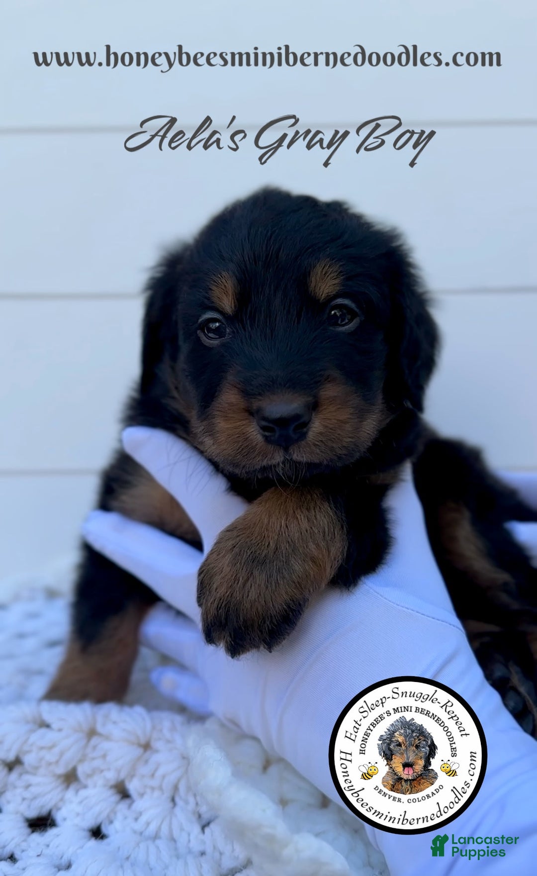 Mini Bernedoodle dogs for sale: Aelas Gray Boy - Image 17