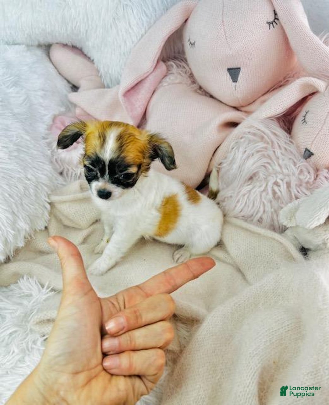 Chihuahua dogs for sale: Catie - Image 3