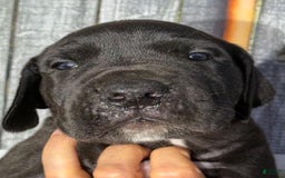 Great Dane dogs for sale: Great Dane 5 puppies - Image 5