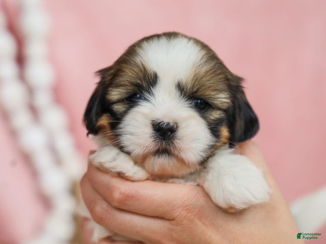 Lhasa Apso dogs for sale: Tracy - Image 4