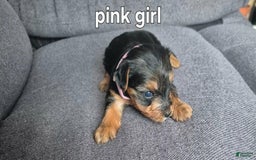 Yorkshire Terrier dogs for sale: Ciri - Image 1