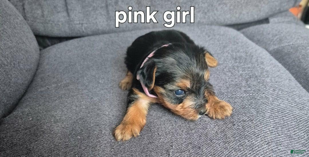 Yorkshire Terrier dogs for sale: Ciri - Image 1