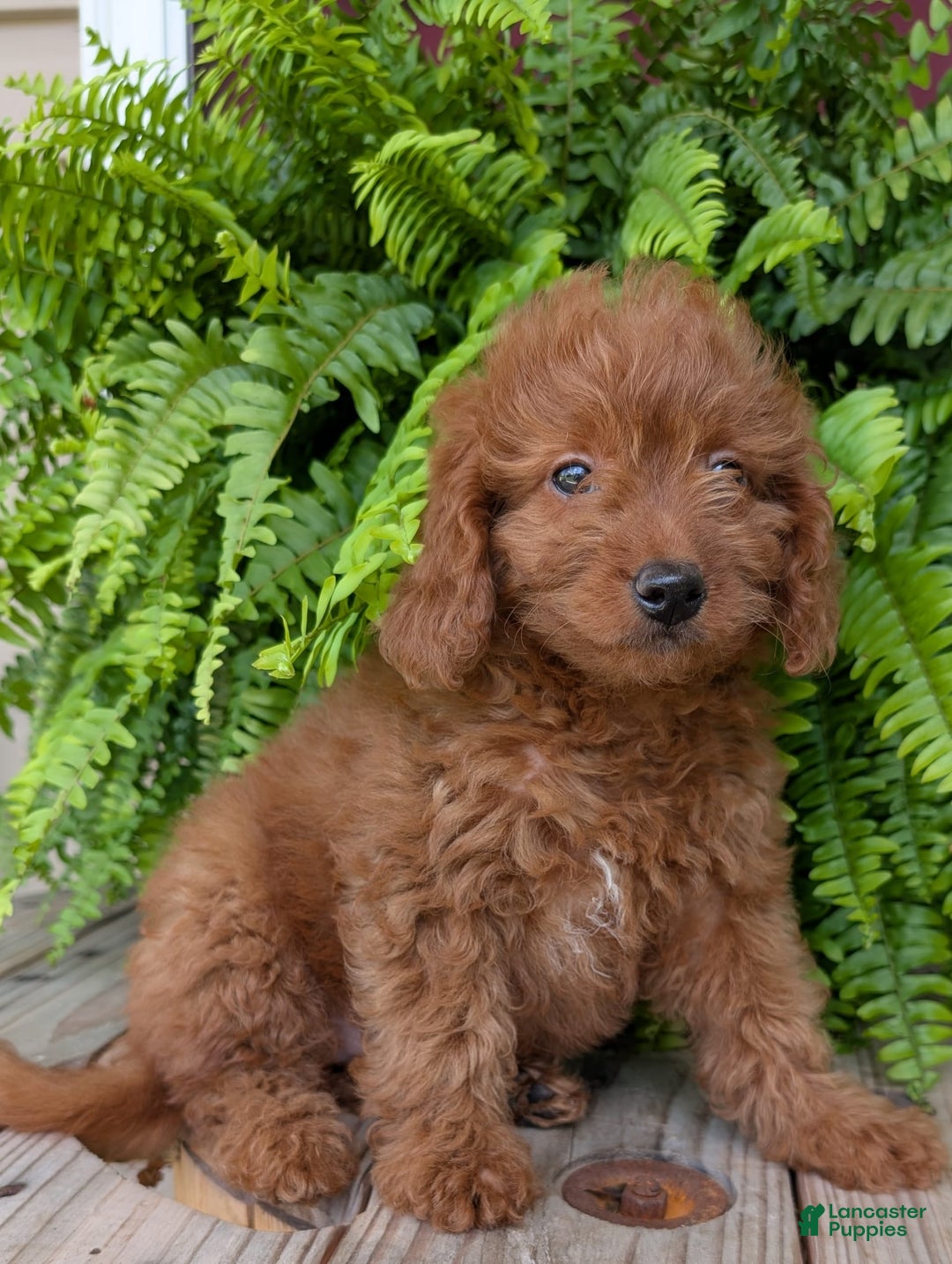 Mini Goldendoodle dogs for sale: Mini -lilly - Image 37