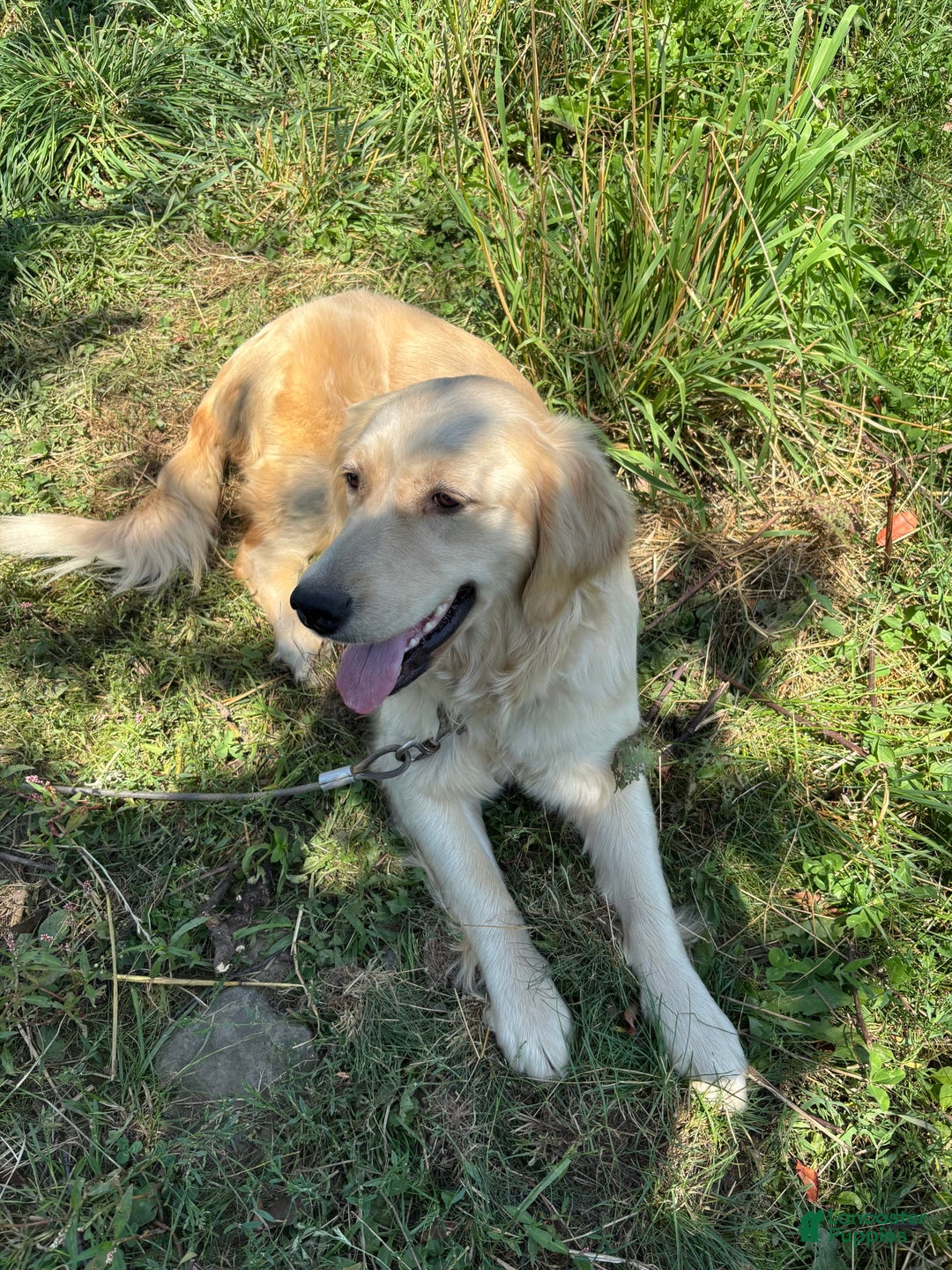 Golden Retriever dogs for sale: Paige - Image 1