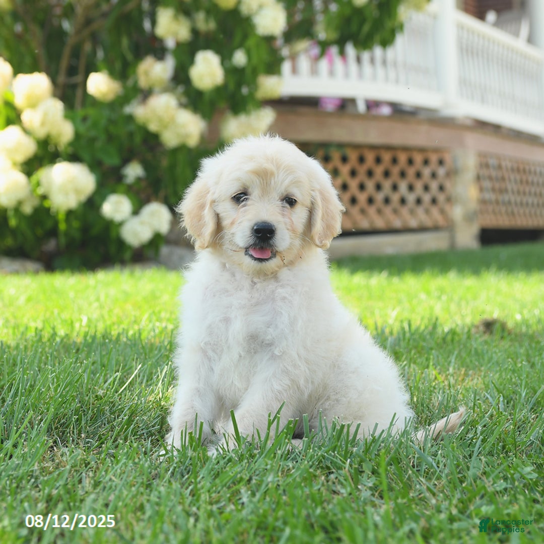 Mini Goldendoodle dogs for sale: Hiccup - Image 1