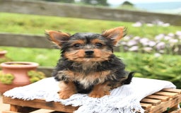 Yorkshire Terrier dogs for sale: Chelsea - Image 4
