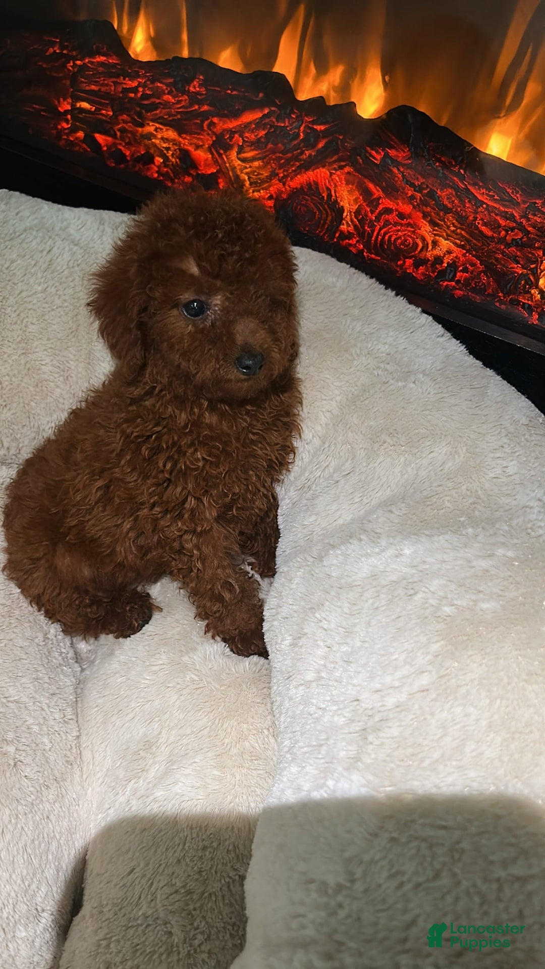 Toy Poodle dogs for sale: Milo - Image 3