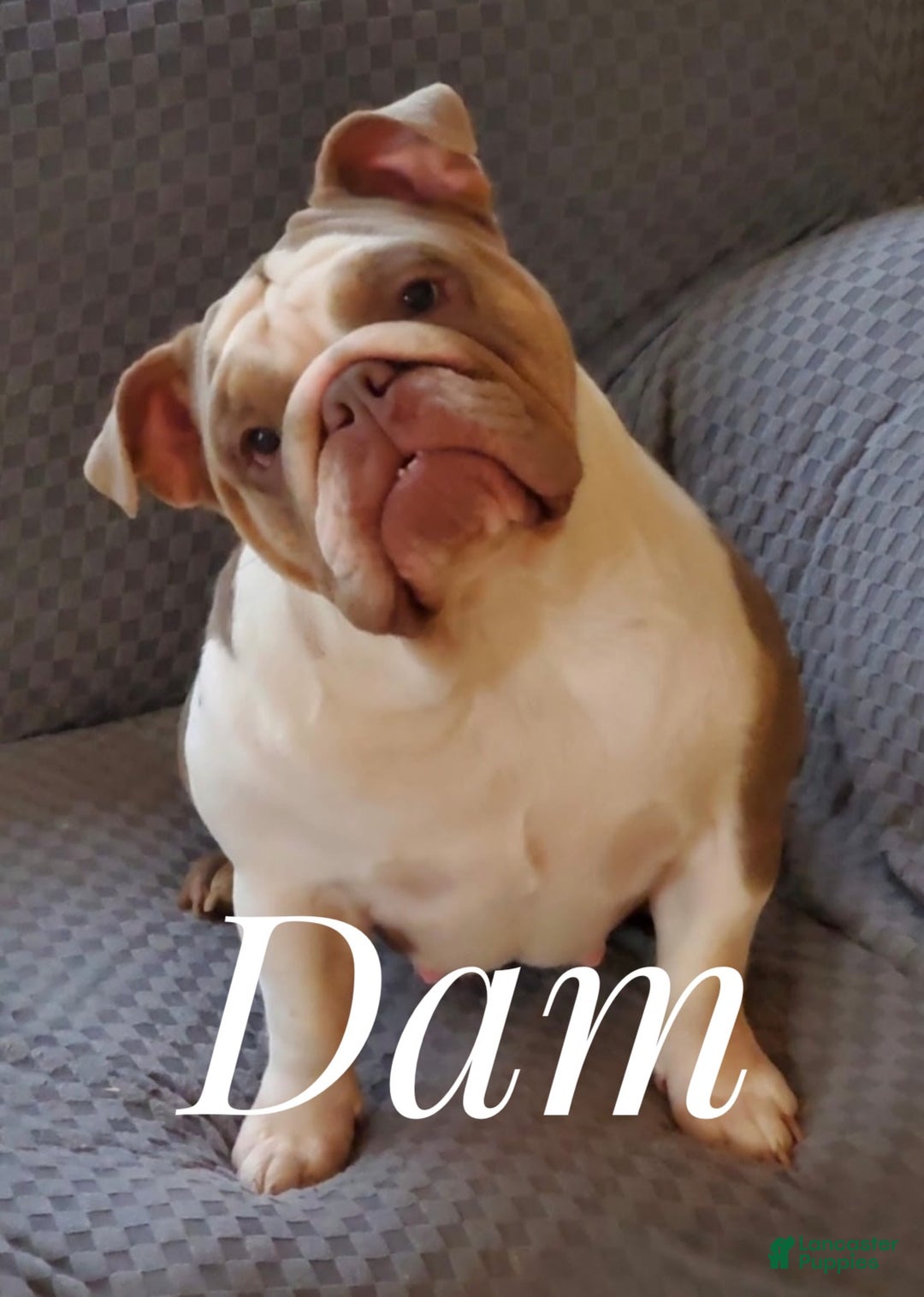 English Bulldog dogs for sale: Trixie - Image 2