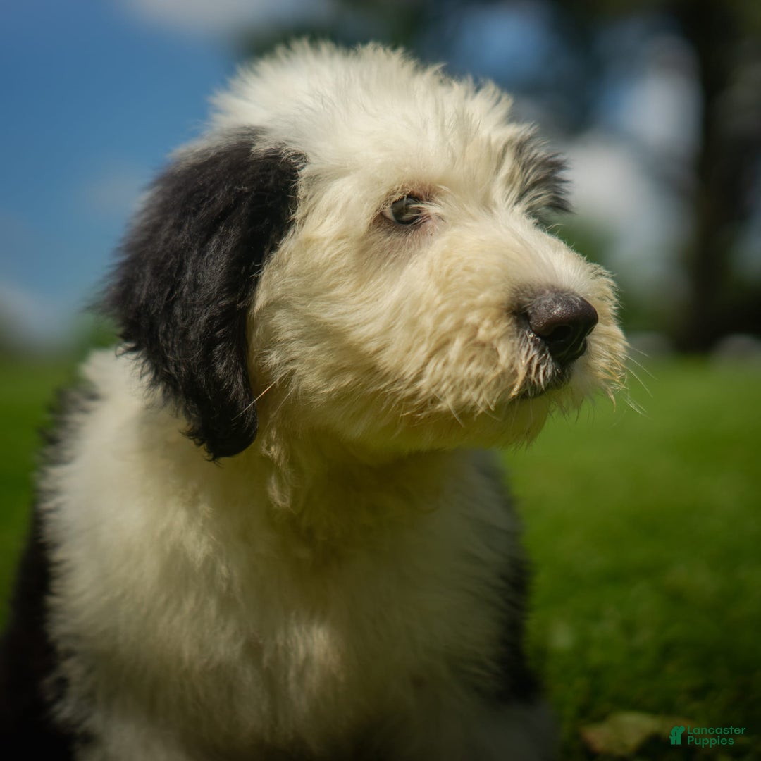 Old English Sheepdog dogs for sale: Floofy - Image 9
