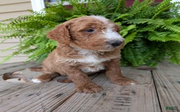 Goldendoodle dogs for sale: Blake - Image 12