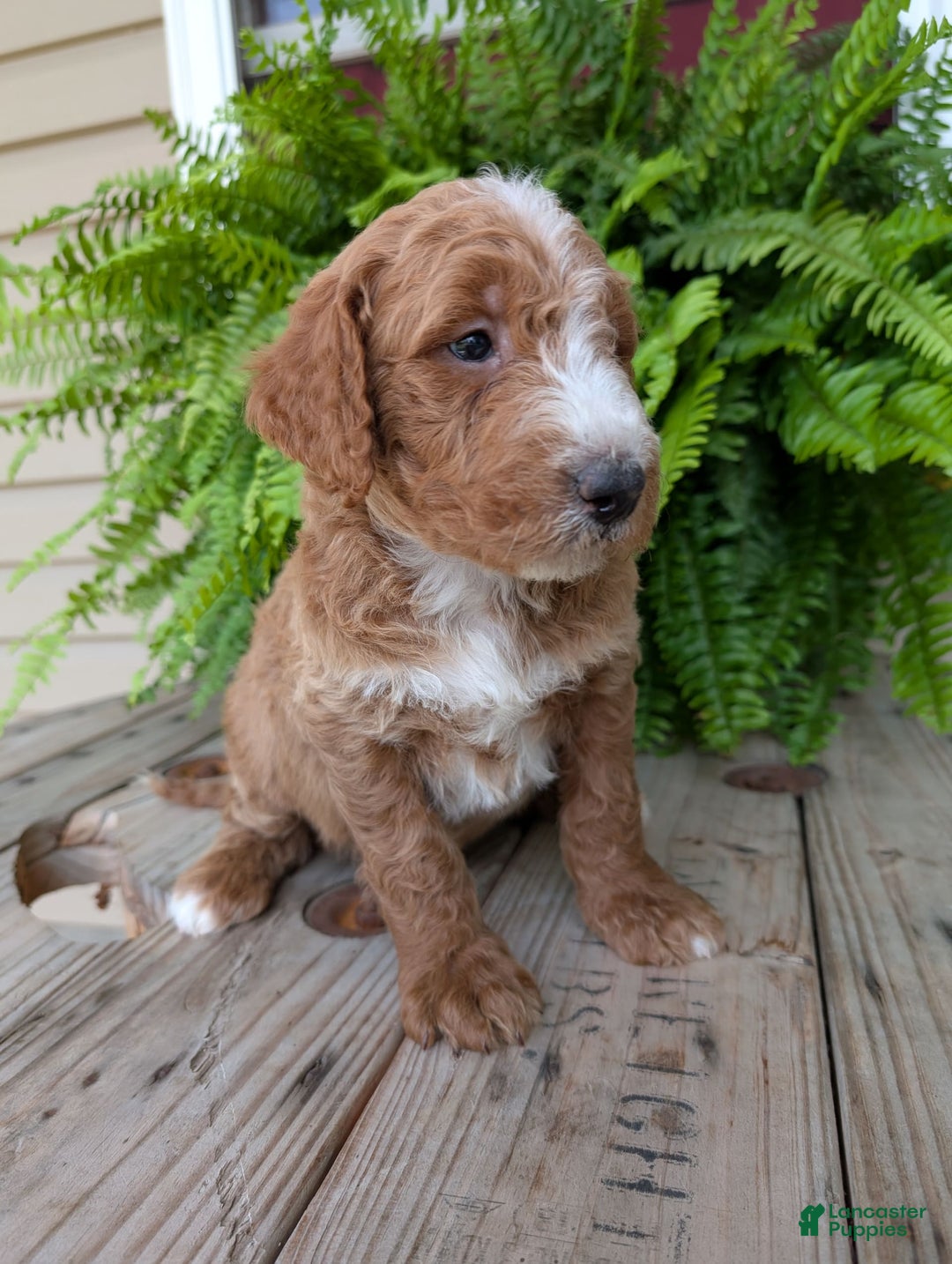 Goldendoodle dogs for sale: Blake - Image 12