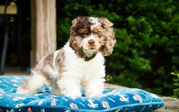 Cocker Spaniel dogs for sale: Beckham - Image 18
