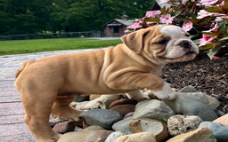 English Bulldog dogs for sale: Sierra - Image 3