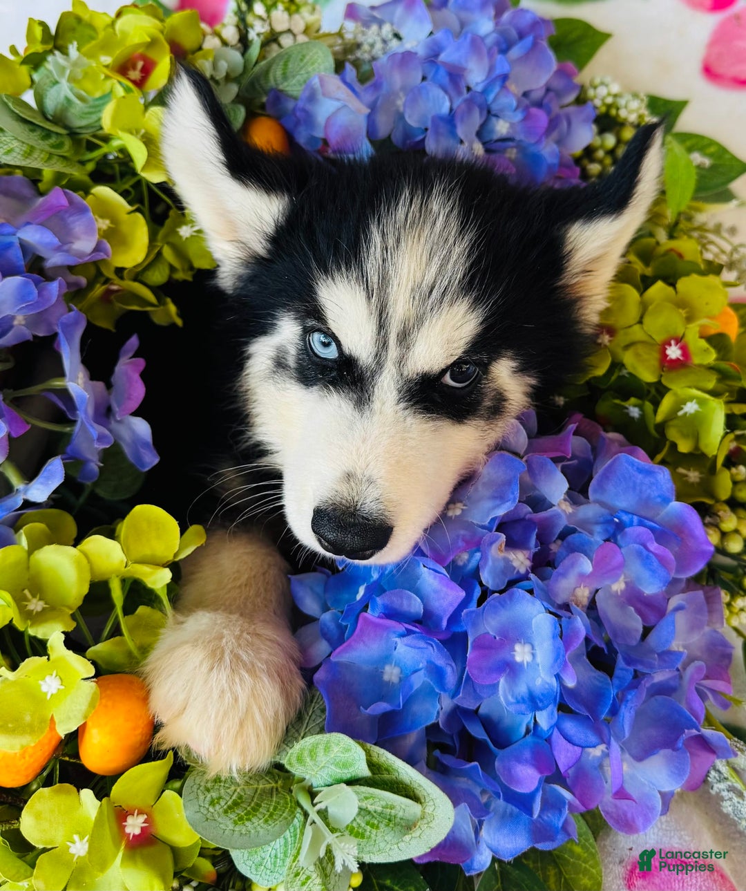 Siberian Husky dogs for sale: Stetson - Image 4