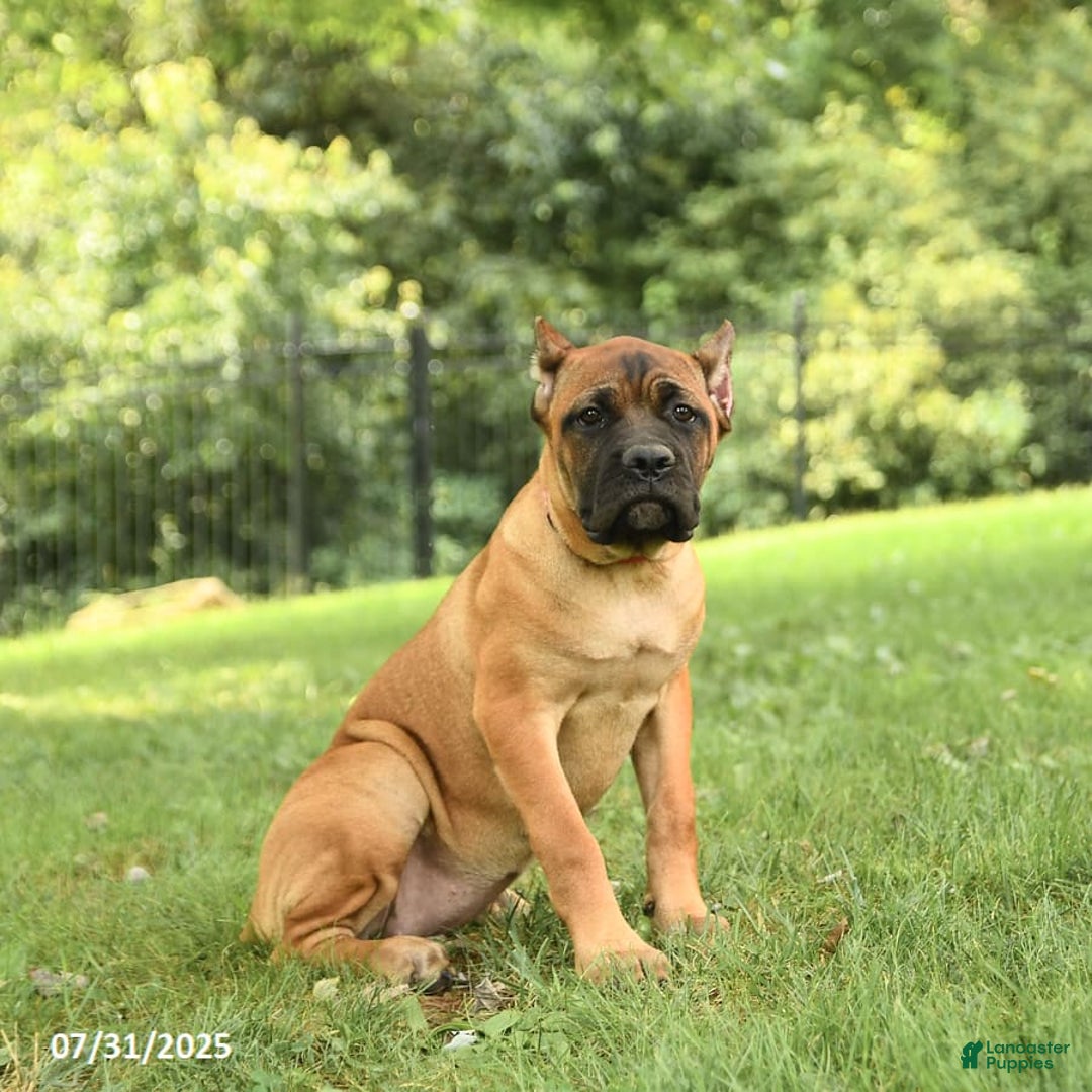 Cane Corso dogs for sale: Tessa - Image 13