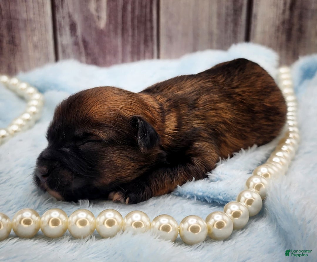 Chinese Crested dogs for sale: Raven - Image 5