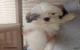 Shih Tzu dogs for sale: Little Rascal - Image 7