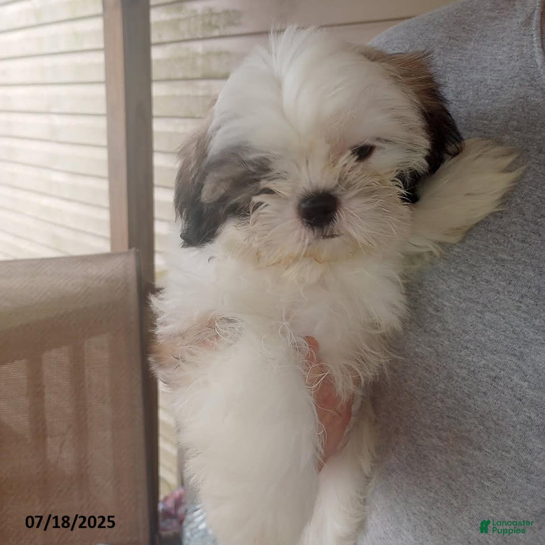 Shih Tzu dogs for sale: Little Rascal - Image 7