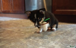 Welsh Corgi Pembroke dogs for sale: Mr Green - Image 6