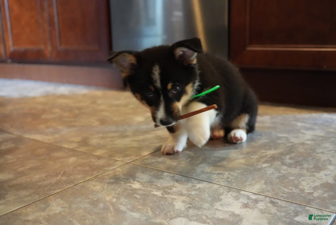 Welsh Corgi Pembroke dogs for sale: Mr Green - Image 6