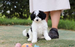 Mini Bernedoodle dogs for sale: Mini Bernedoodle 6 puppies - Image 33