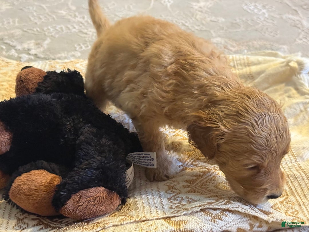 Goldendoodle dogs for sale: Princes Mori - Image 2