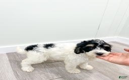 Mini Bernedoodle dogs for sale: Diva - Image 3