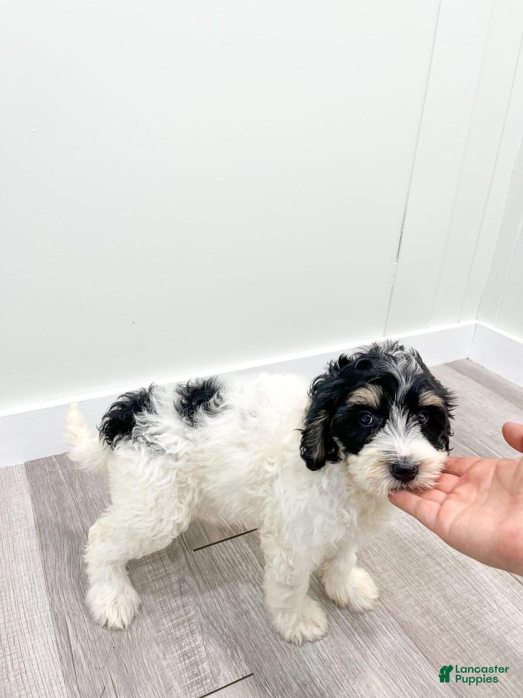 Mini Bernedoodle dogs for sale: Diva - Image 3
