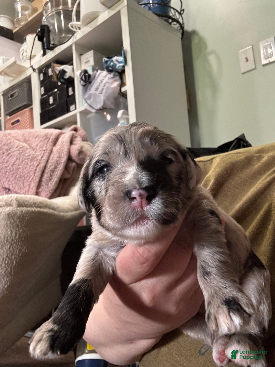 Old English Sheepdog dogs for sale: Light Pink Girl - Image 3