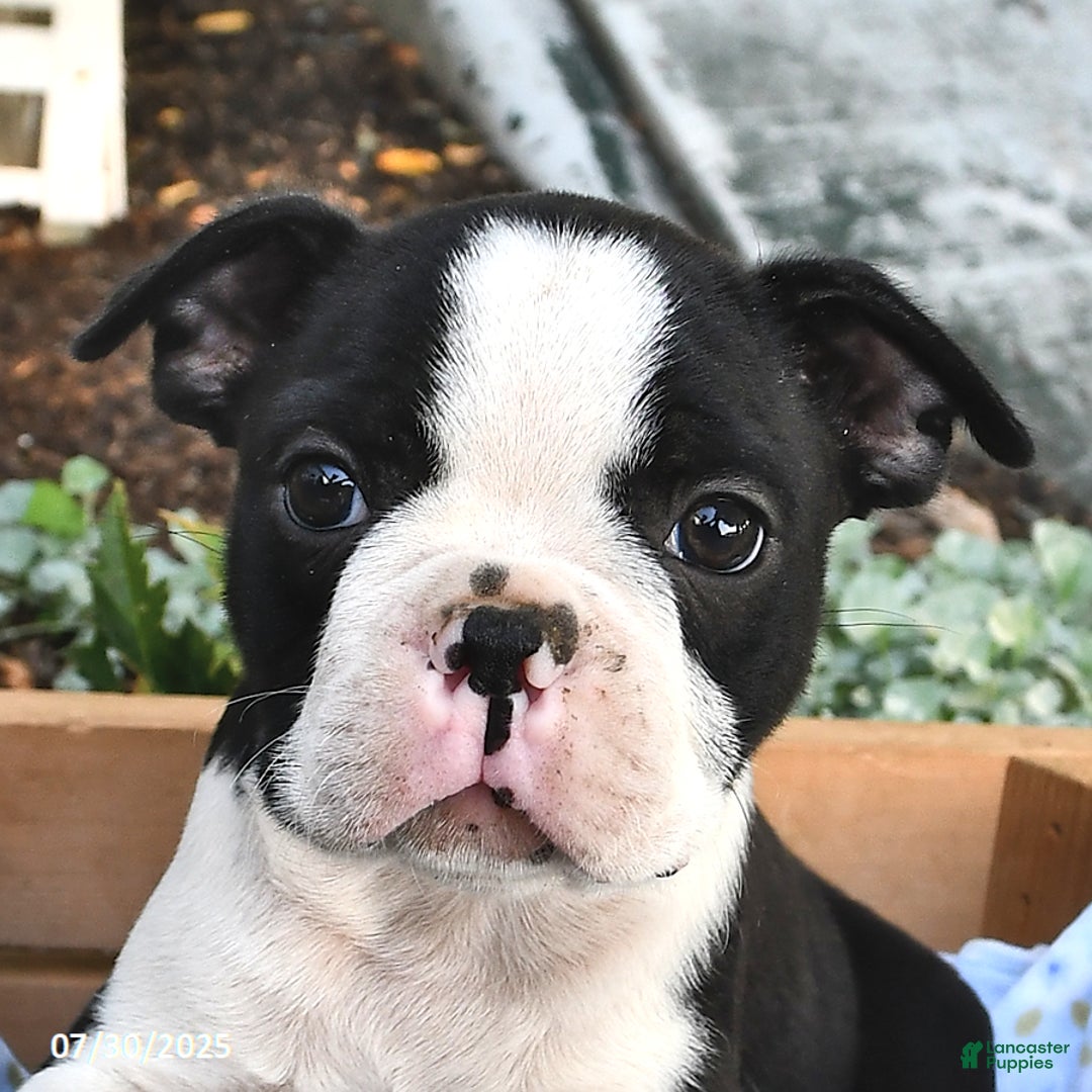 Boston Terrier dogs for sale: Zachary - Image 5