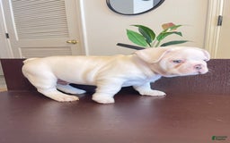 French Bulldog dogs for sale: Picasso - Image 2