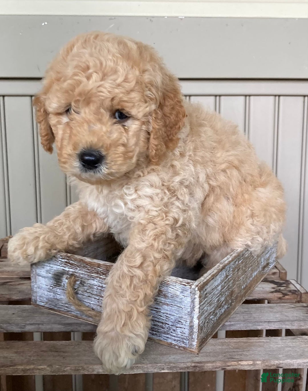 Labradoodle dogs for sale: Douglas - Image 8