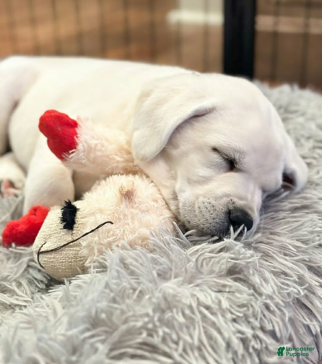 Labrador Retriever dogs for sale: Olivia - Image 7