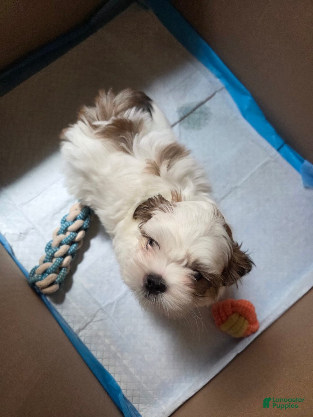 Shih Tzu dogs for sale: Fat Man - Image 1