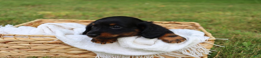 Milo