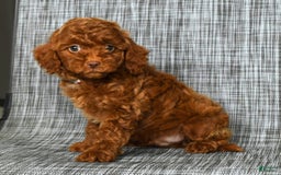 Cavapoo dogs for sale: Bobby - Image 4