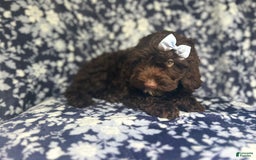 Cockapoo dogs for sale: Birdie - Image 11