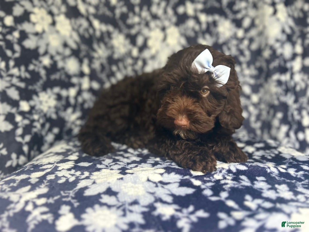 Cockapoo dogs for sale: Birdie - Image 11