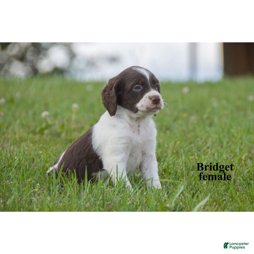 Brittany Spaniel dogs for sale: Bridget - Image 2