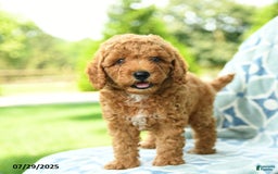 Cockapoo dogs for sale: Kiwi - Image 4