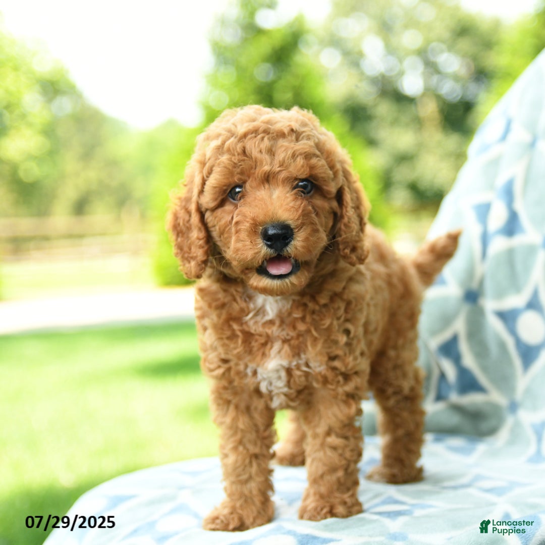 Cockapoo dogs for sale: Kiwi - Image 4