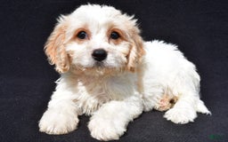 Cavachon dogs for sale: Buddy - Image 7