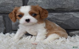 Cavalier King Charles Spaniel dogs for sale: Brady - Image 3