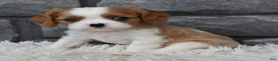Brady