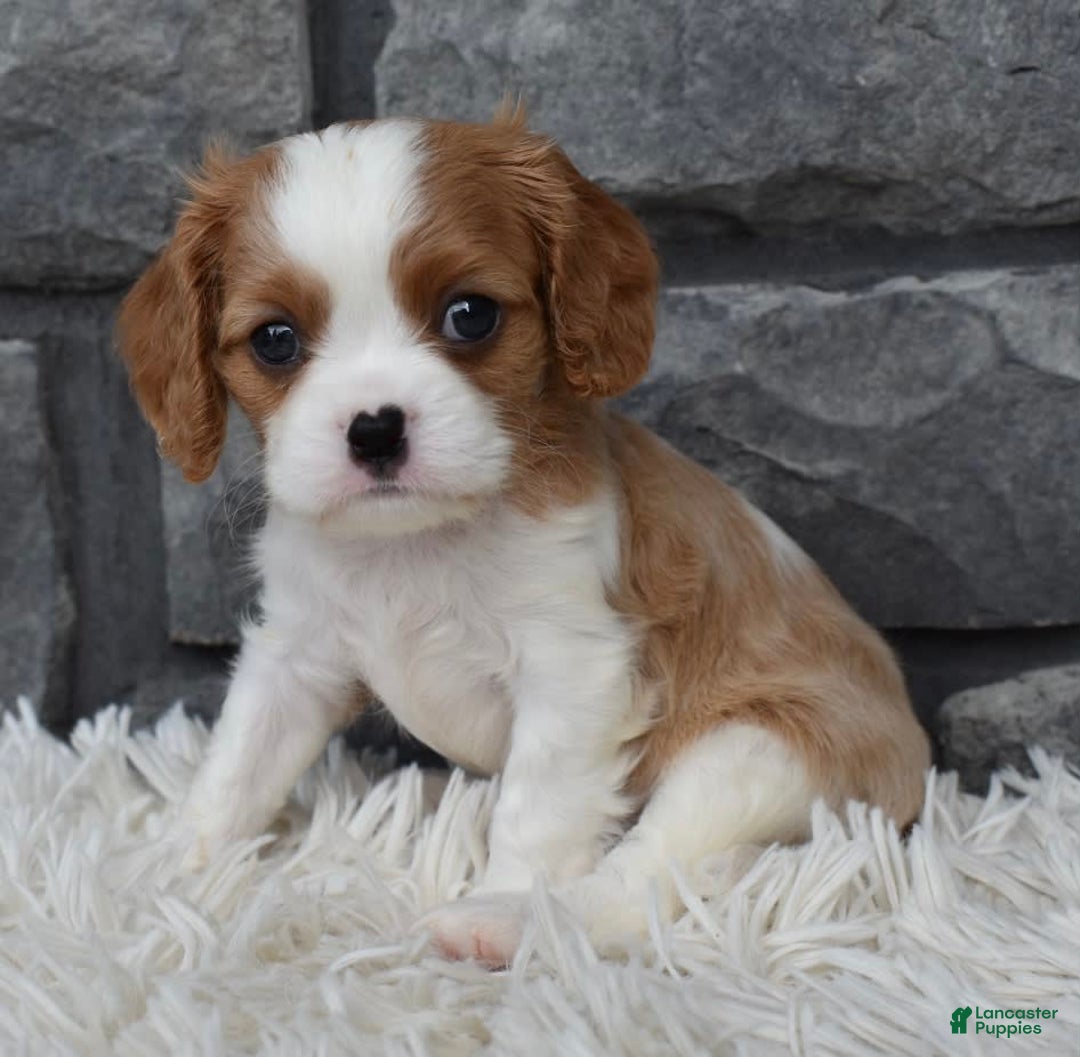 Cavalier King Charles Spaniel dogs for sale: Brady - Image 3